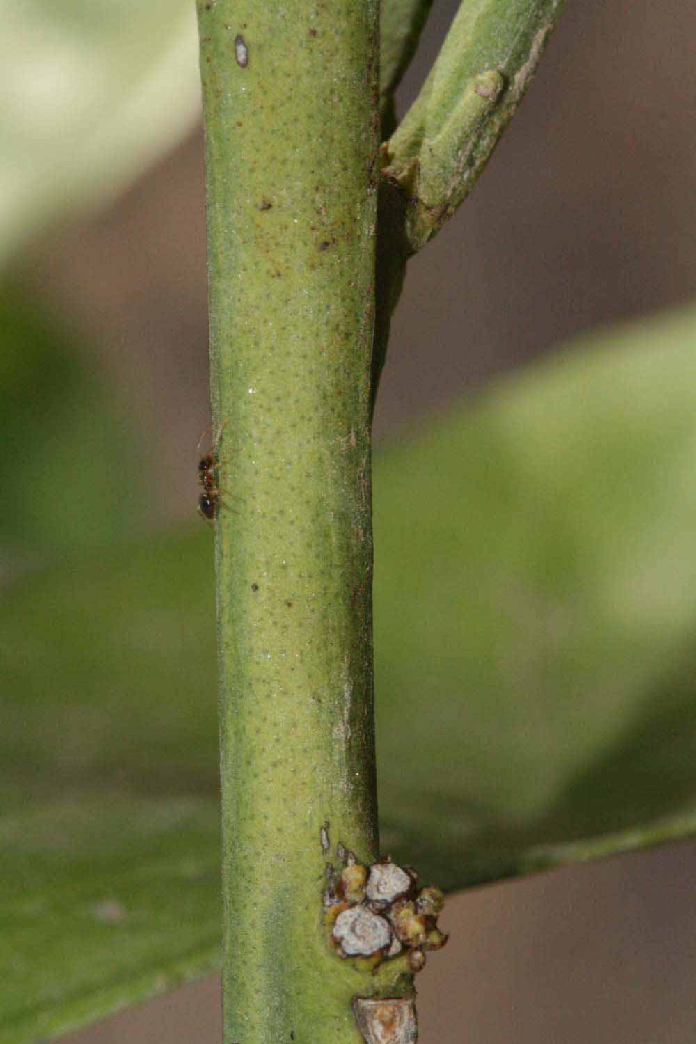            First year twig (Riverside, CA)   